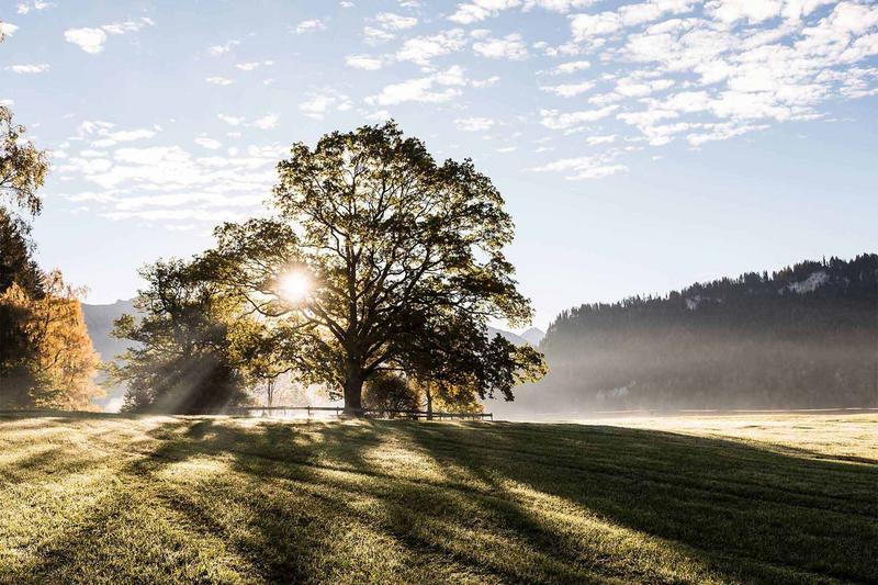 Herbstliche Aufnahme von Bäumen