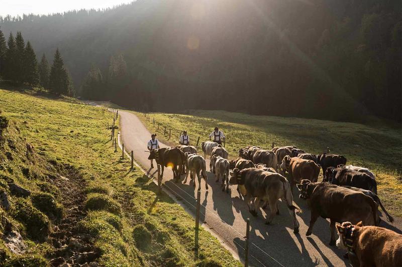 Bild des Viehscheids in Obermaiselstein