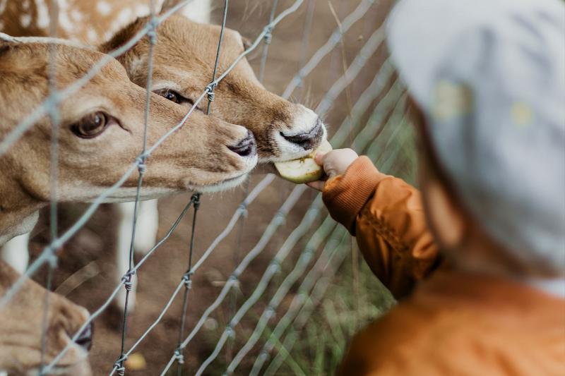 ein Kind füttert zwei Rehe